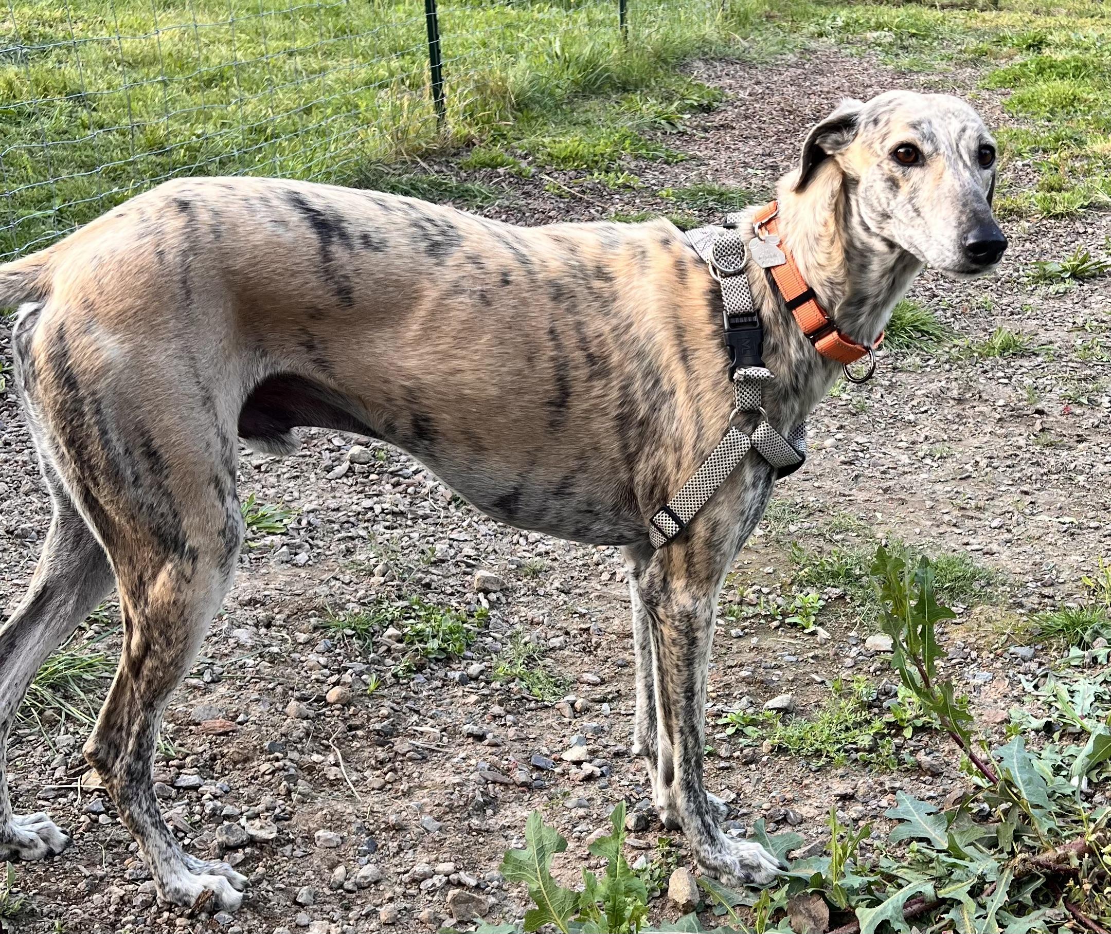 Enlarge Lennie, a ADOPTABLE Greyhound in Santa Rosa, CA image 1/3