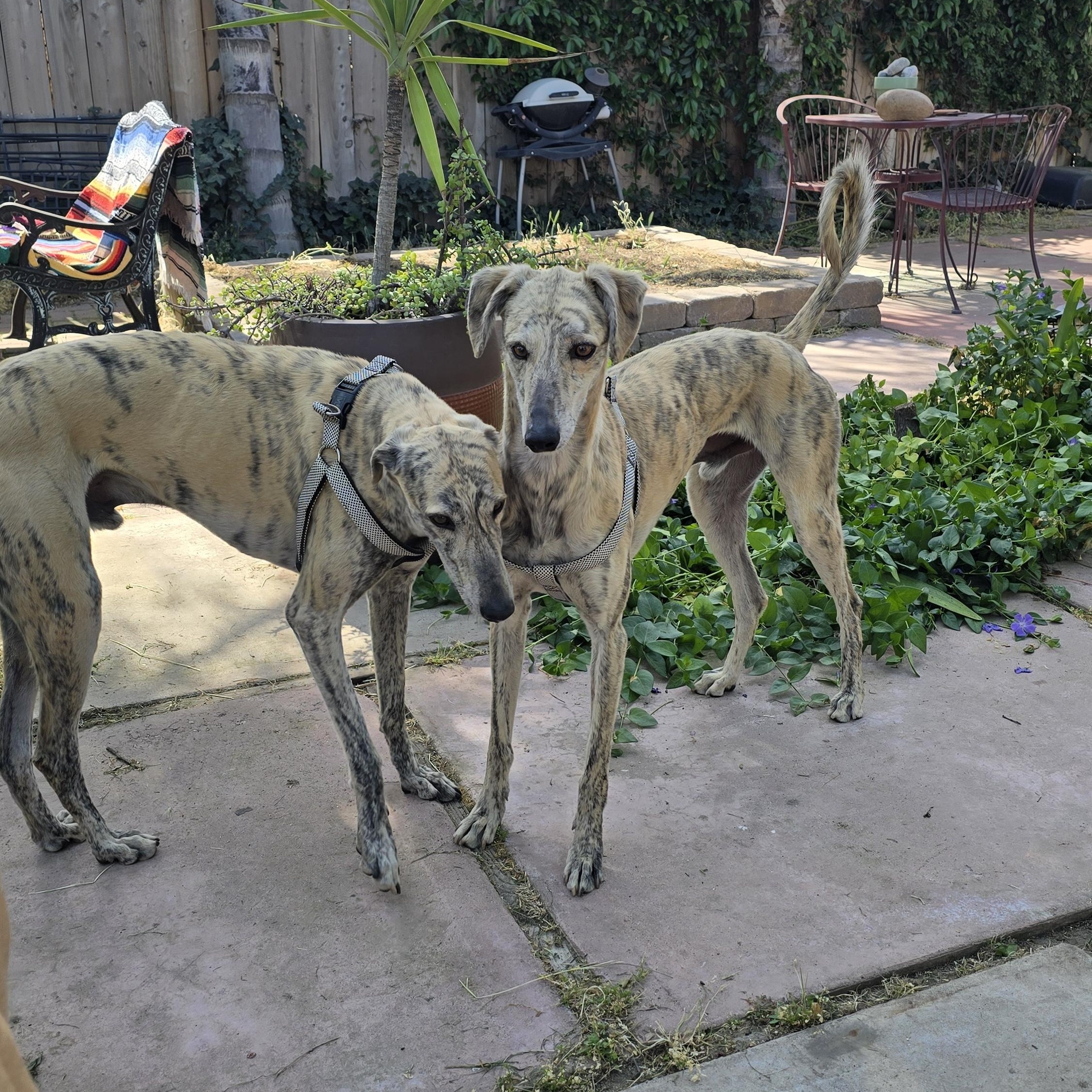 Enlarge Lennie, a ADOPTABLE Greyhound in Santa Rosa, CA image 2/2