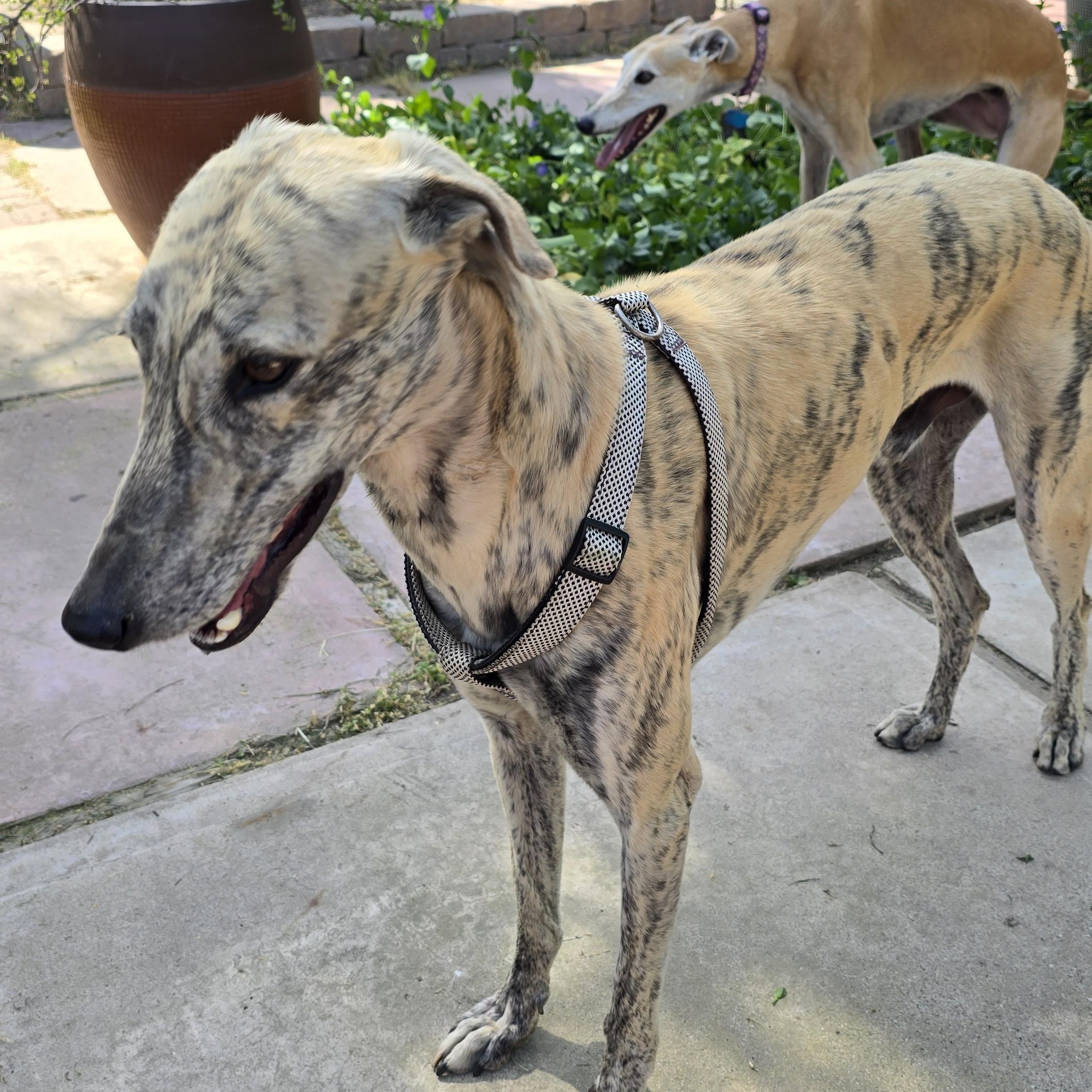 Lennie, ADOPTABLE, Adult Male Greyhound.