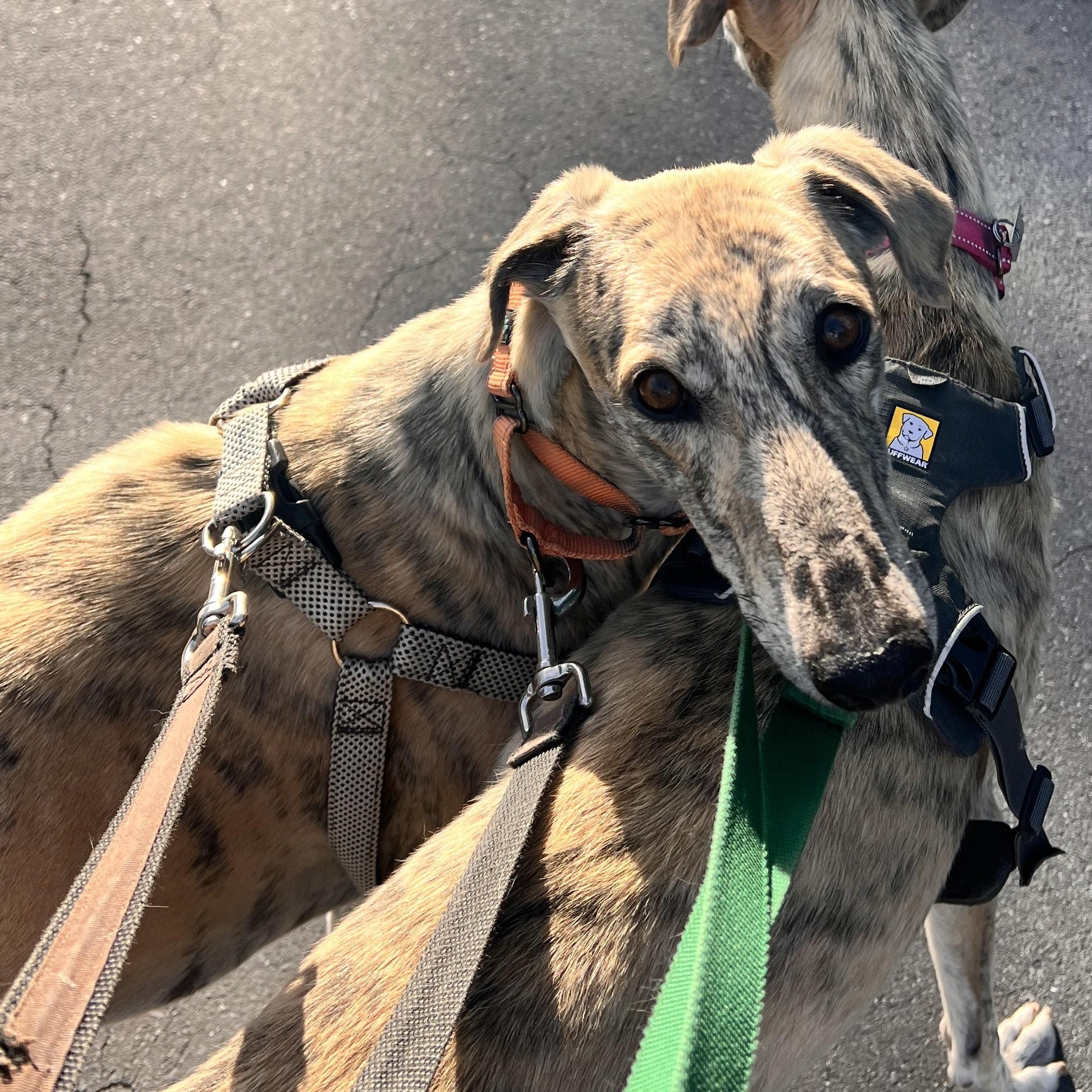 Lennie, a ADOPTABLE mixed breed in Santa Rosa, CA image 1/4