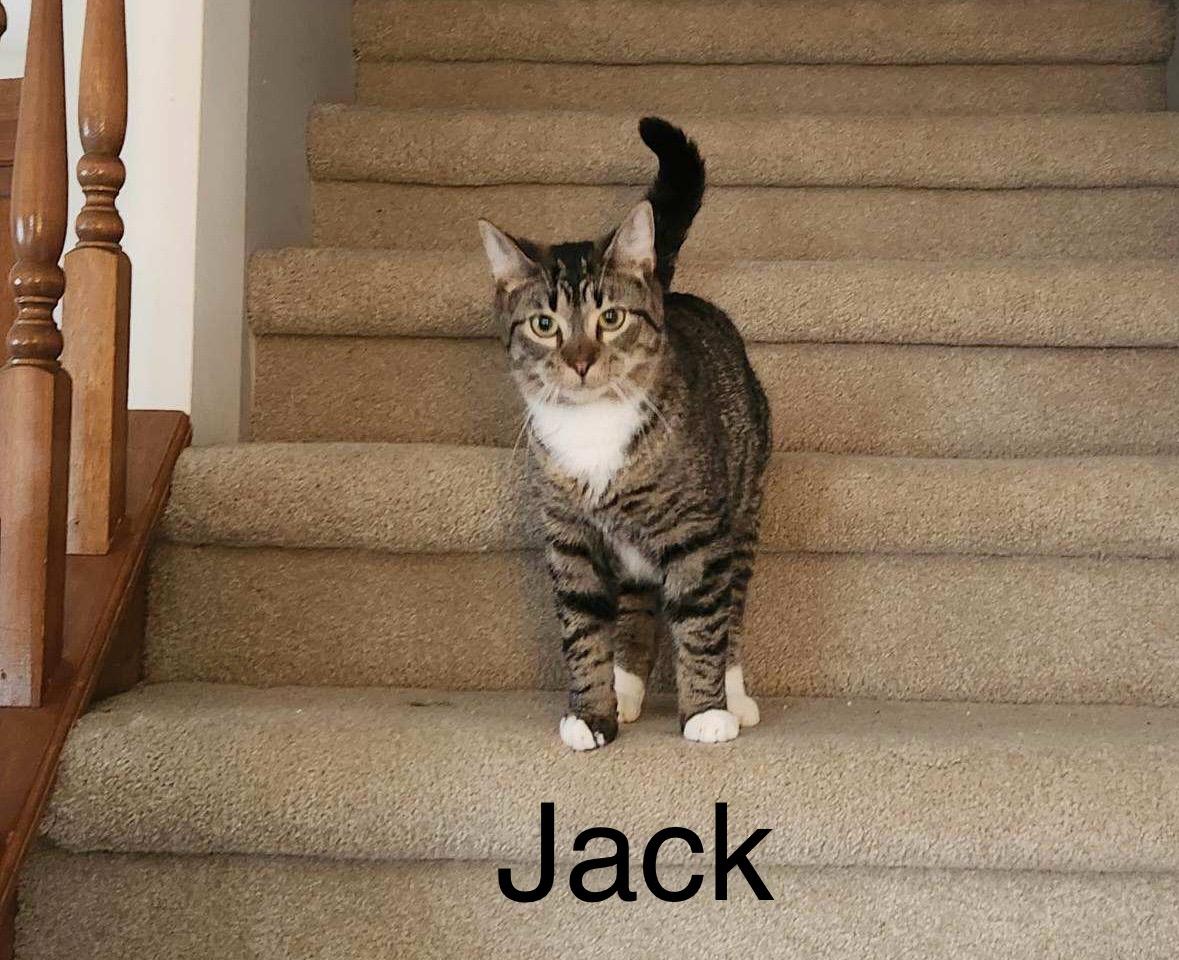 Enlarge Jack, a Adoptable mixed breed in Ludington, MI image 1/1