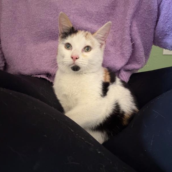 Ulani Lovey — thumbnail 2