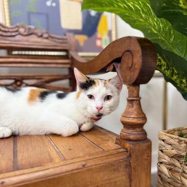 Ulani Lovey — thumbnail 3