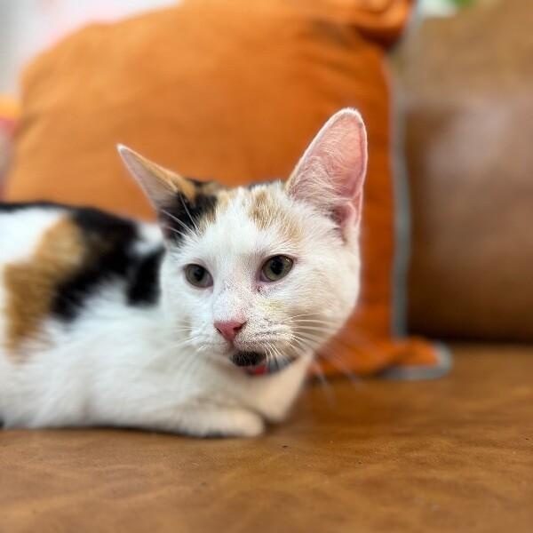 Ulani Lovey — thumbnail 5