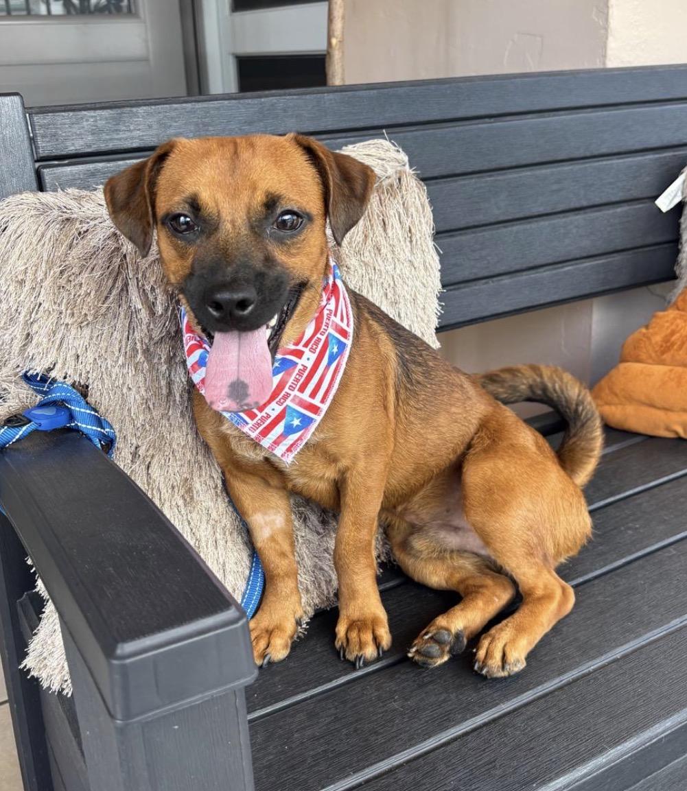 BROWNIE - loves everyone, adopted, Young Male Chihuahua & Dachshund.