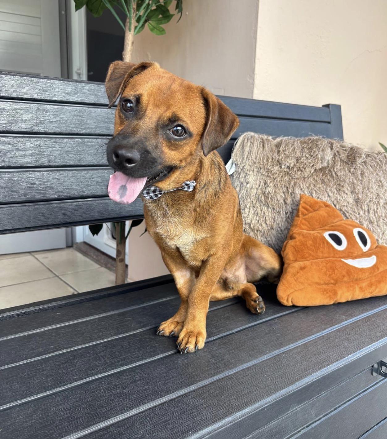 Enlarge BROWNIE - loves everyone, an adopted mixed breed in Boston, MA image 3/6