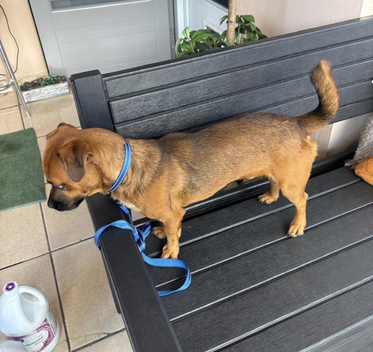 Enlarge BROWNIE - loves everyone, an adopted mixed breed in Boston, MA image 2/6