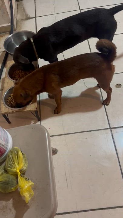 Enlarge BROWNIE - loves everyone, an adopted mixed breed in Boston, MA video 5/6