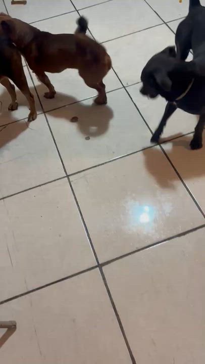 Enlarge BROWNIE - loves everyone, an adopted mixed breed in Boston, MA video 6/6