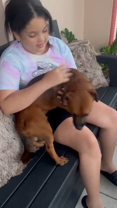 Enlarge BROWNIE - loves everyone, an adopted mixed breed in Boston, MA video 4/6