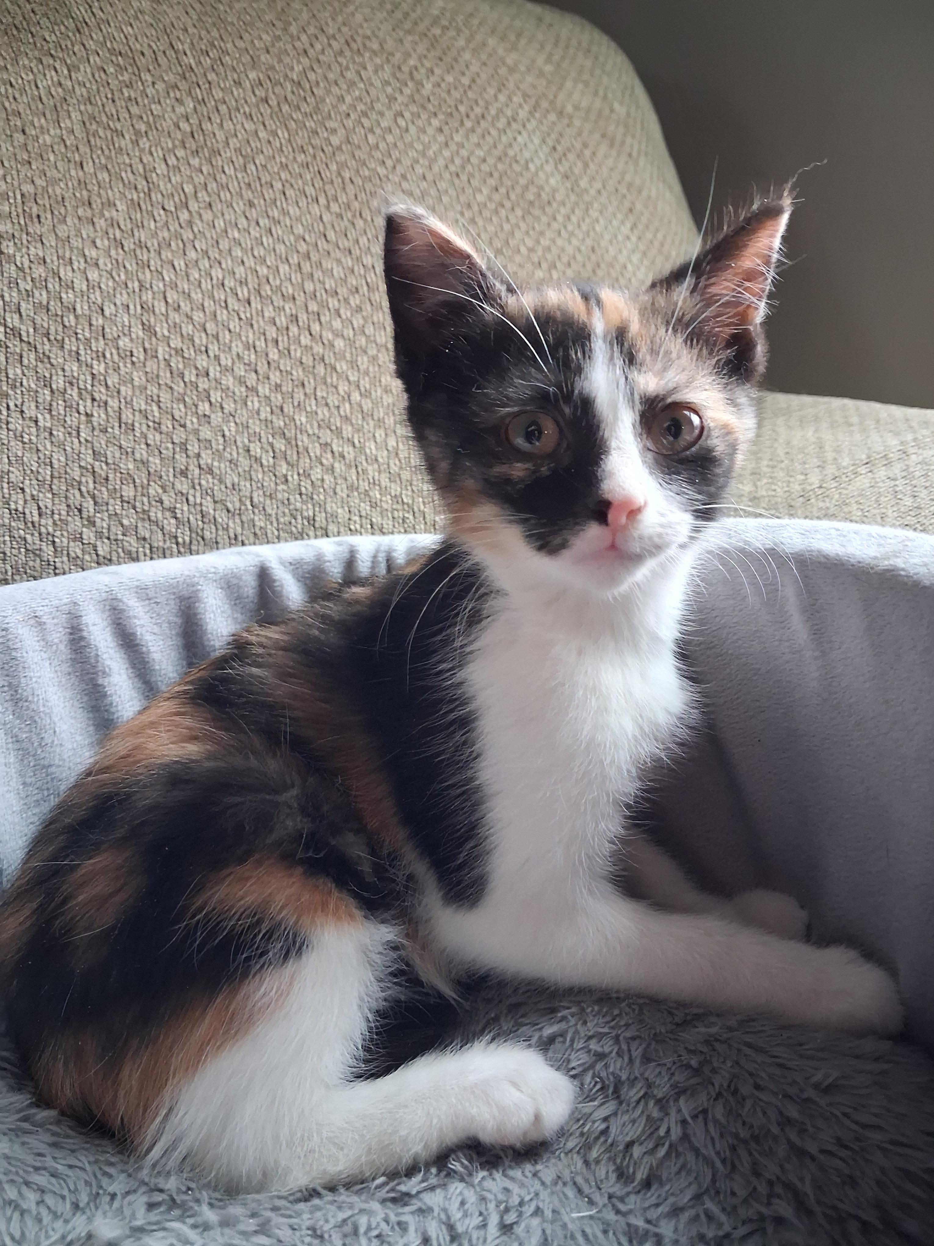 Lyric, Adopted, Young Female Domestic Short Hair.