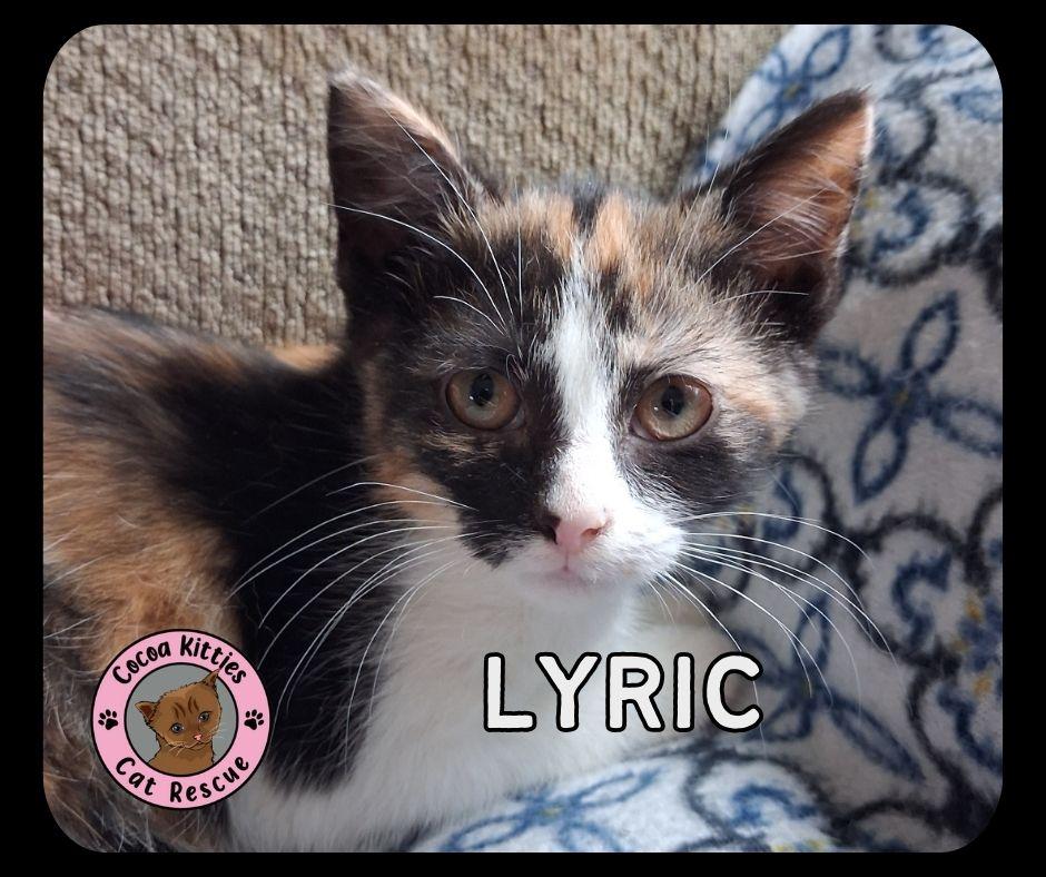 Enlarge Lyric, a Adopted mixed breed in Hershey, PA image 5/6