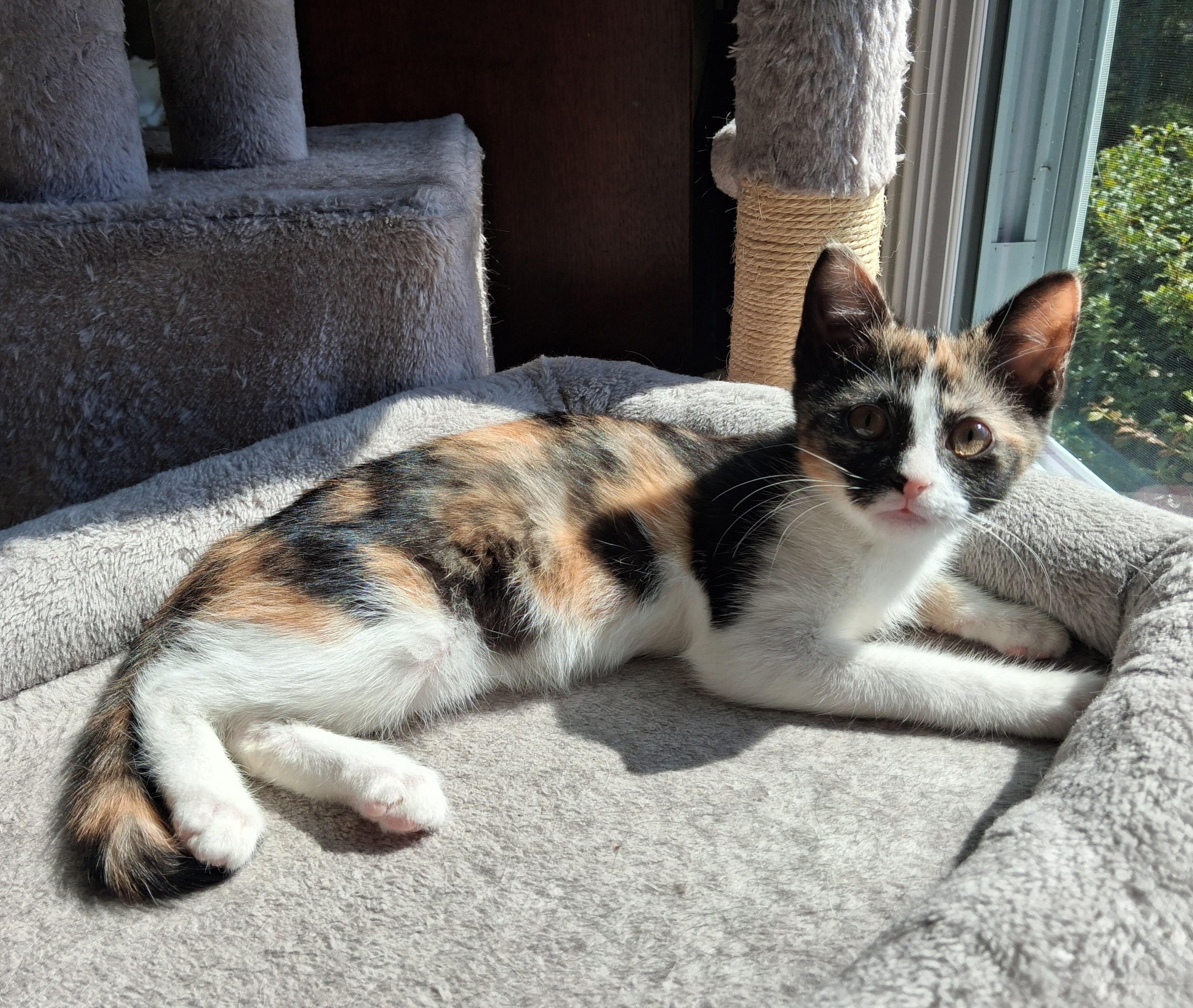Enlarge Lyric, a Adopted mixed breed in Hershey, PA image 6/6