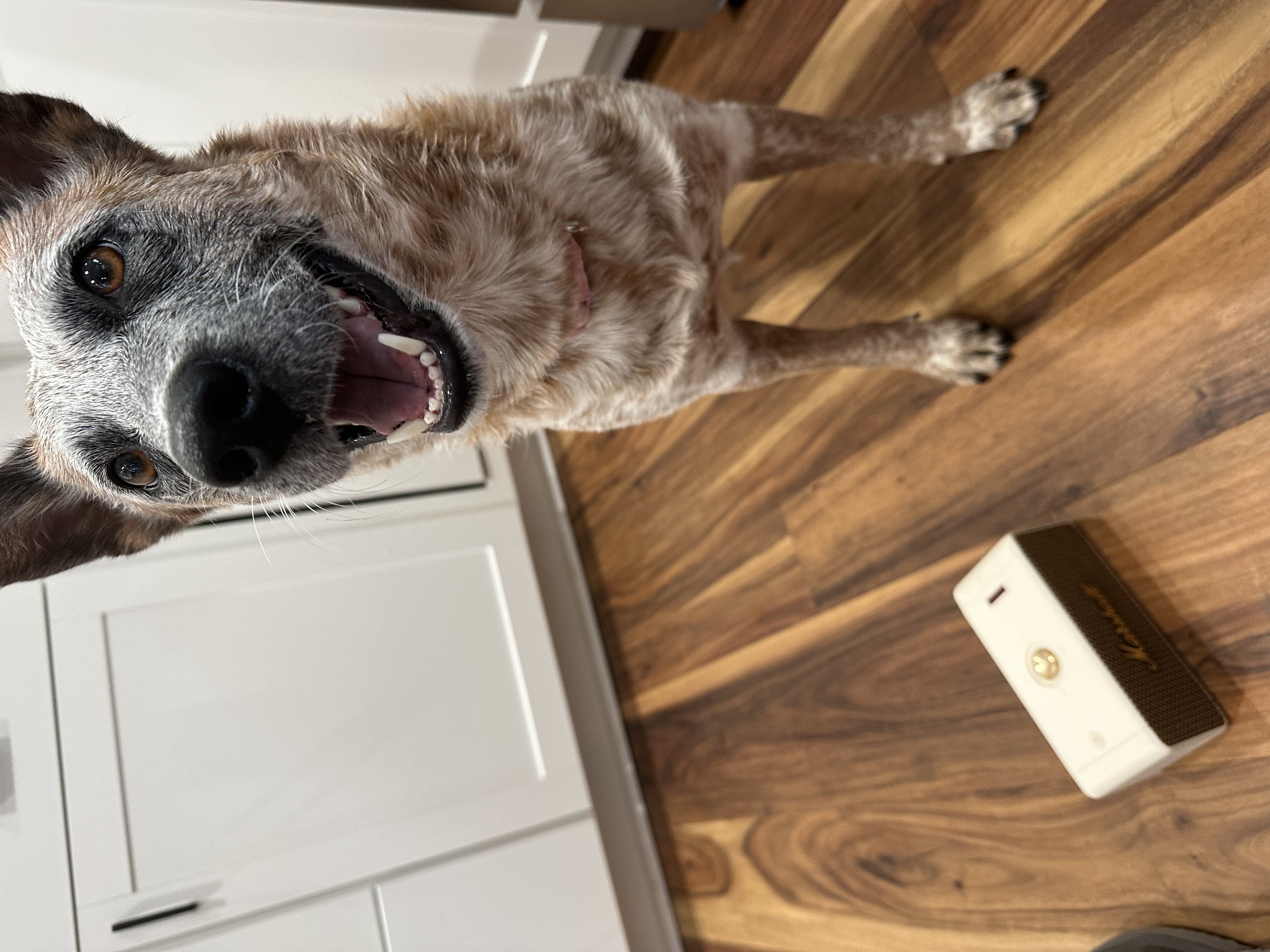 Dog for adoption Rose, an Australian Cattle Dog / Blue Heeler in