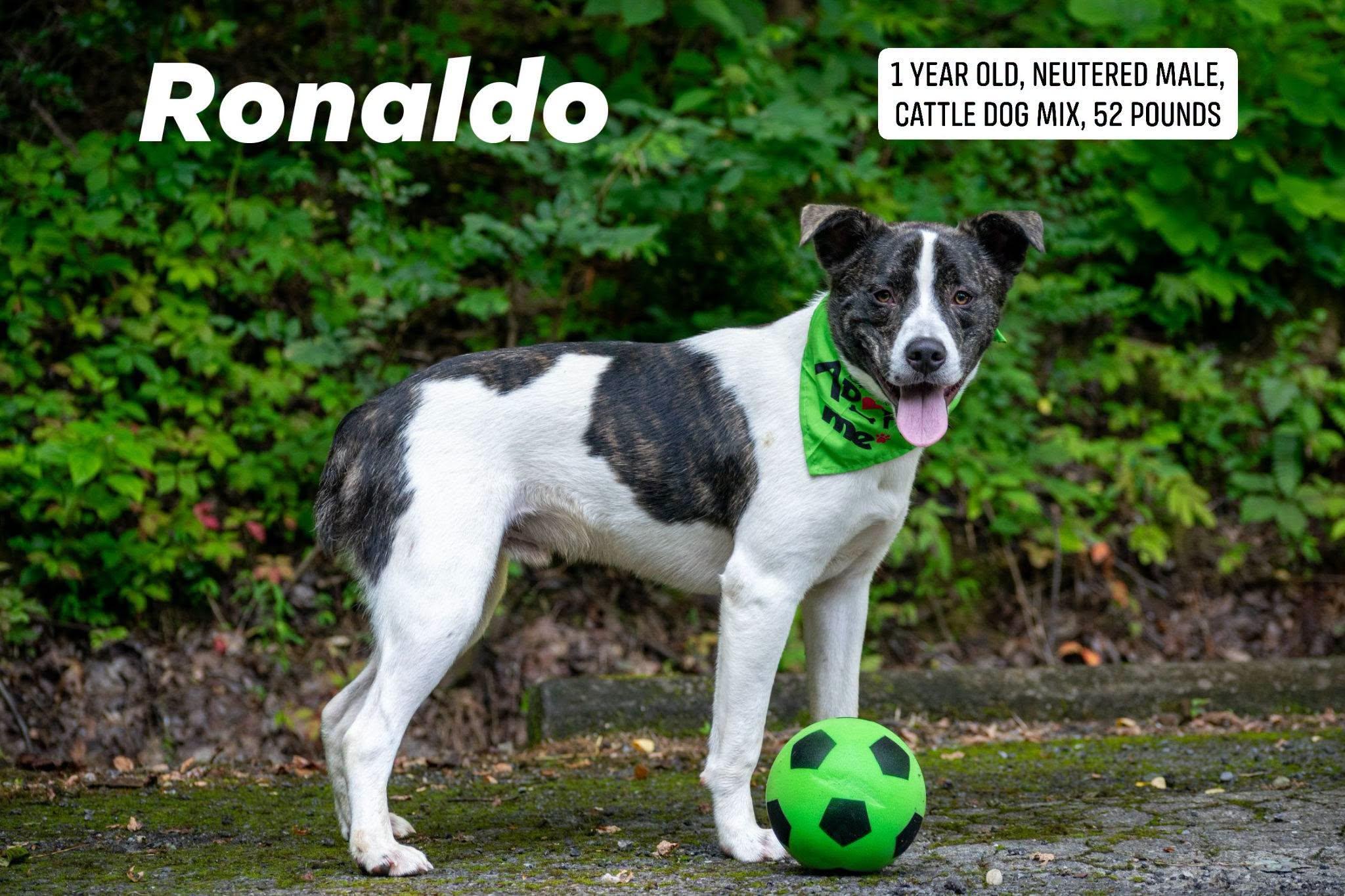 Ronaldo, ADOPTABLE, Young Male Cattle Dog.