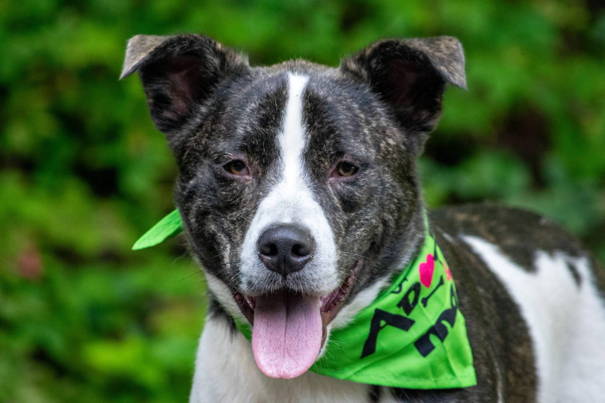 Ronaldo, a ADOPTABLE Cattle Dog in Sevierville, TN image 2/4