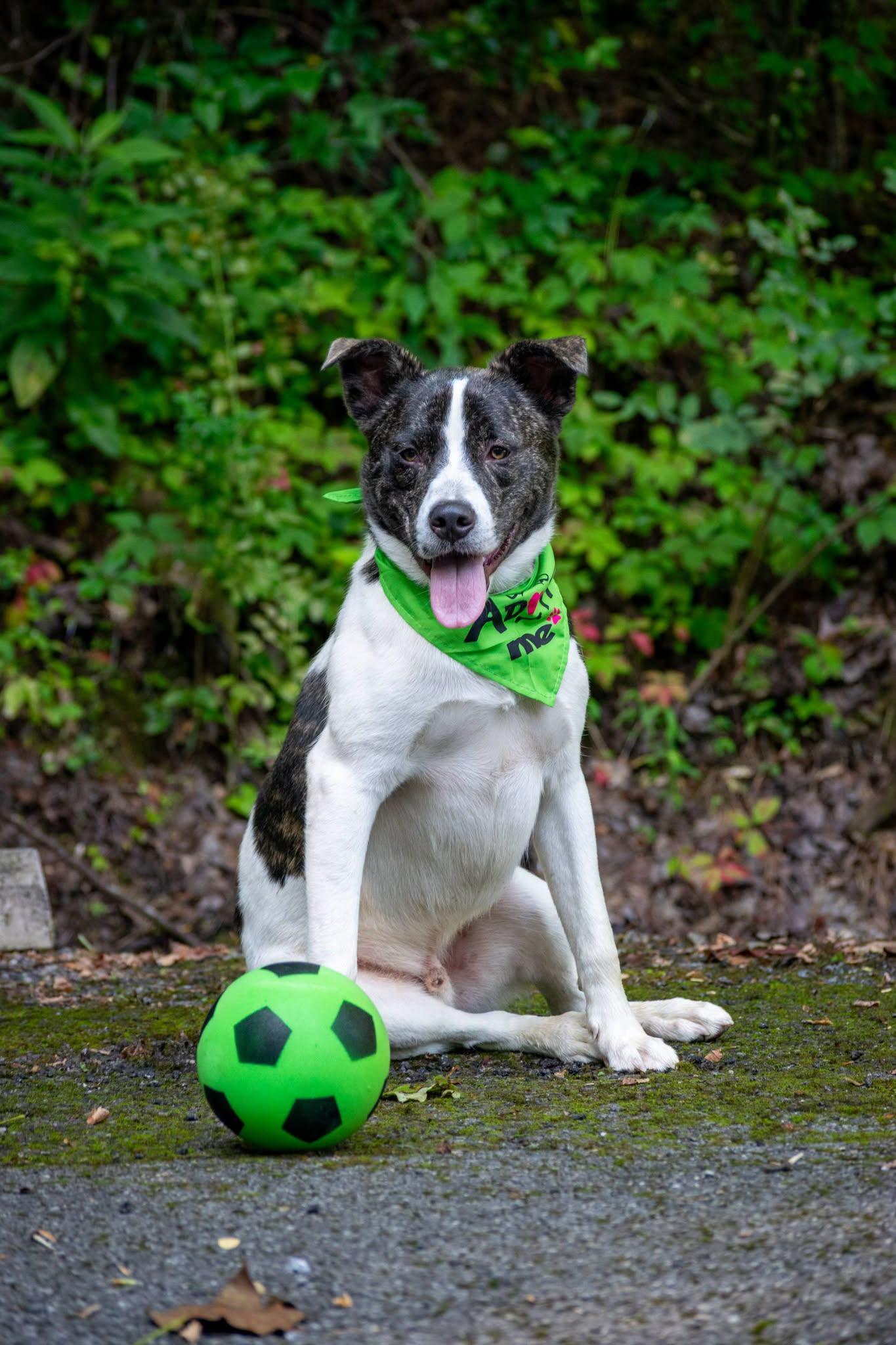 Ronaldo, a ADOPTABLE Cattle Dog in Sevierville, TN image 4/4