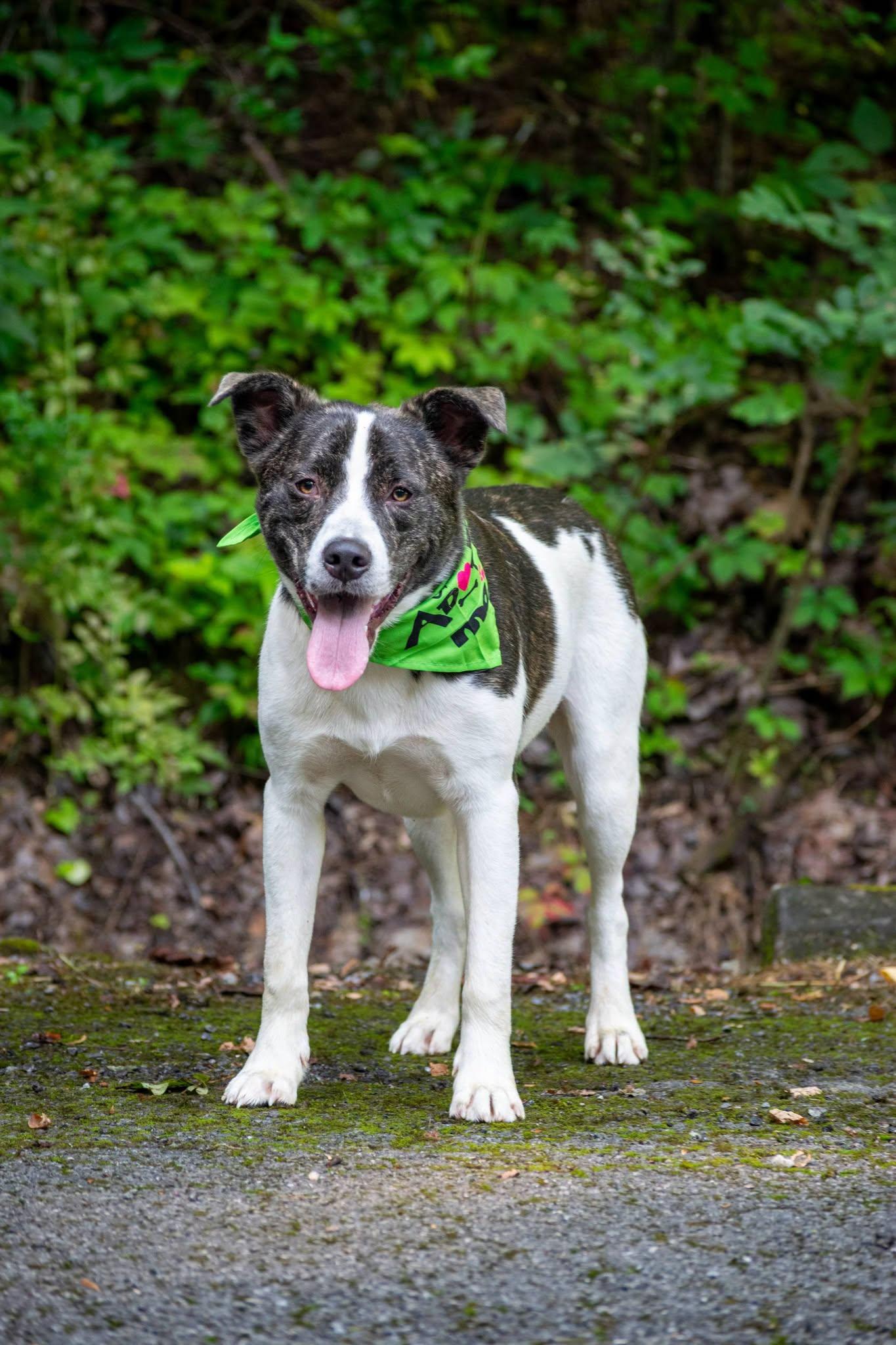 Ronaldo, a ADOPTABLE Cattle Dog in Sevierville, TN image 3/4