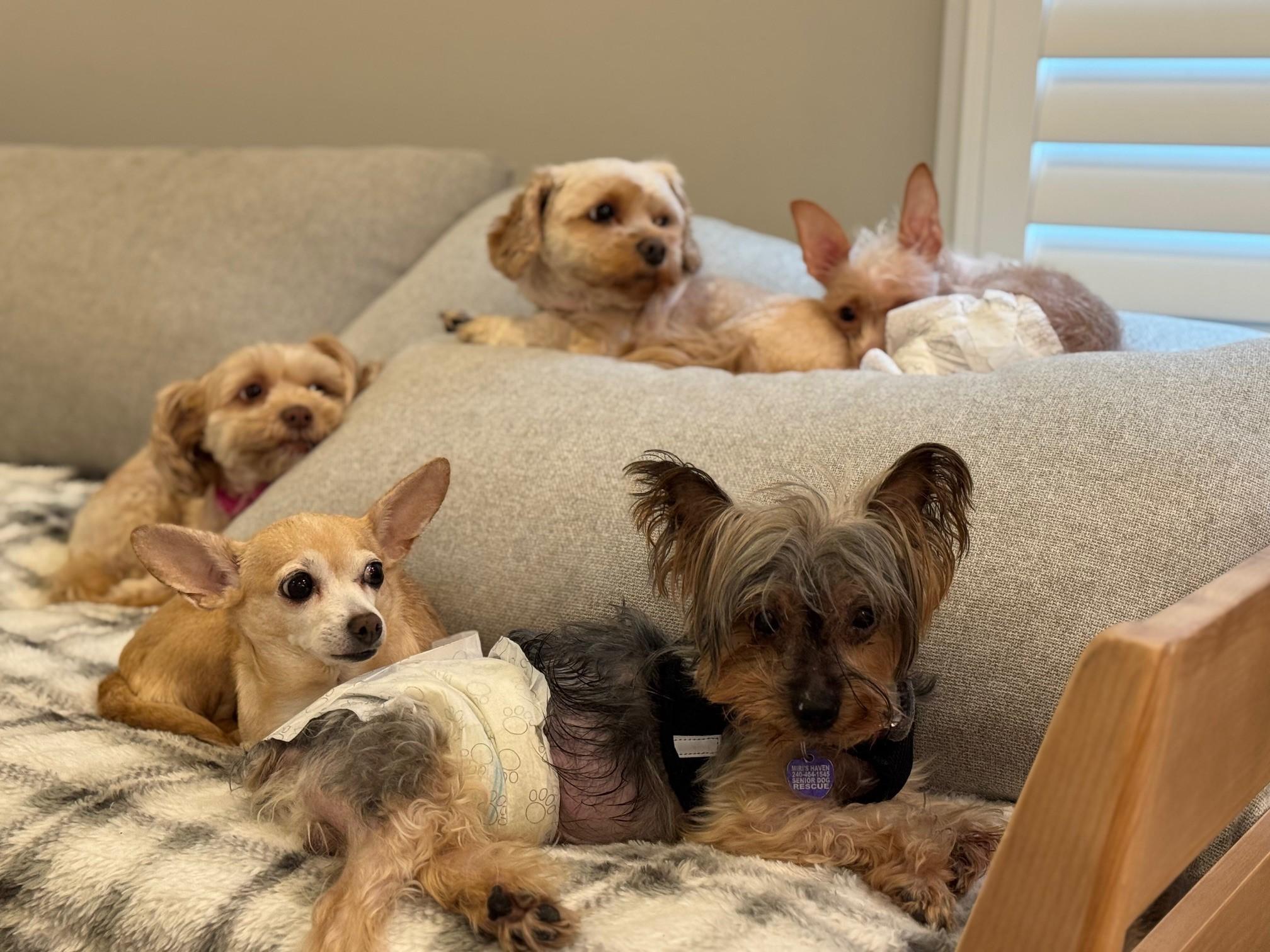 Ashton - Bonded with Lacey, a Adoptable Yorkshire Terrier in Rockville, MD image 4/6