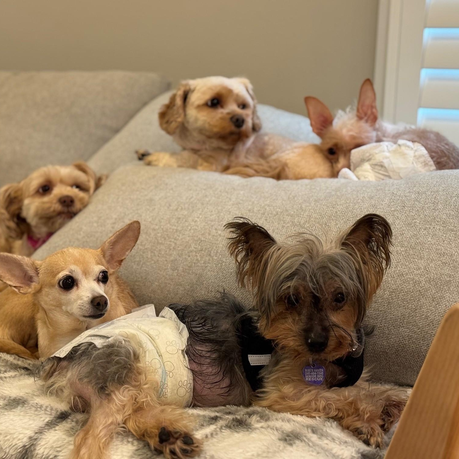 Enlarge Ashton - Bonded with Lacey, a Adoptable Yorkshire Terrier in Rockville, MD image 3/6