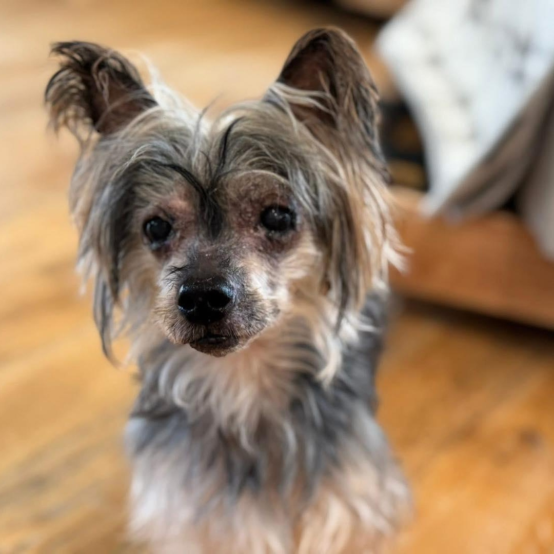 Ashton - Bonded with Lacey, a Adoptable Yorkshire Terrier in Rockville, MD image 1/6