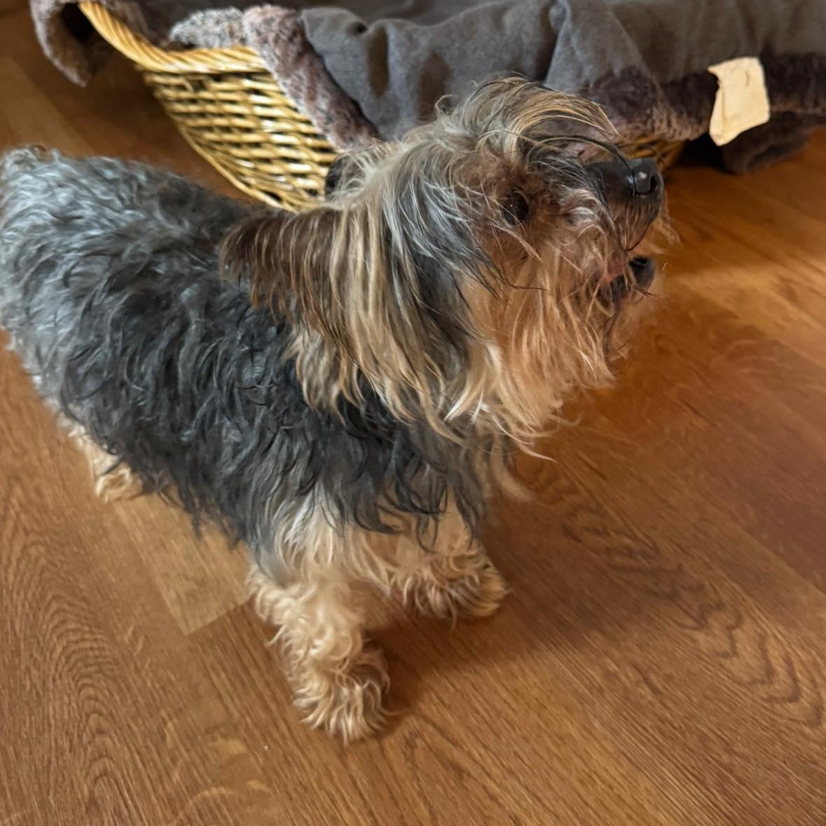 Ashton - Bonded with Lacey, a Adoptable Yorkshire Terrier in Rockville, MD image 6/6