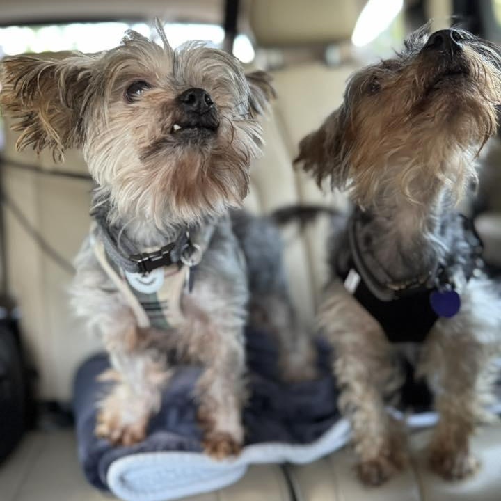 Ashton - Bonded with Lacey, a Adoptable Yorkshire Terrier in Rockville, MD image 5/6