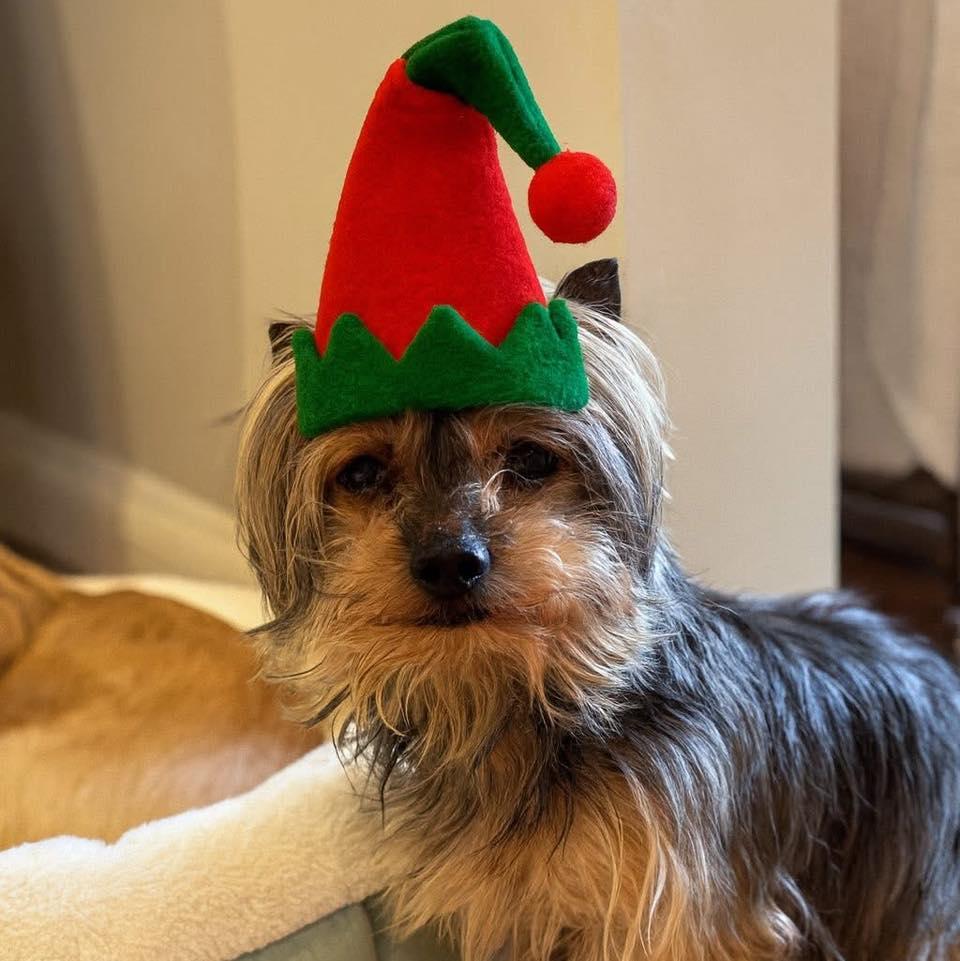 Enlarge Ashton - Bonded with Lacey, a Adoptable Yorkshire Terrier in Rockville, MD image 1/6