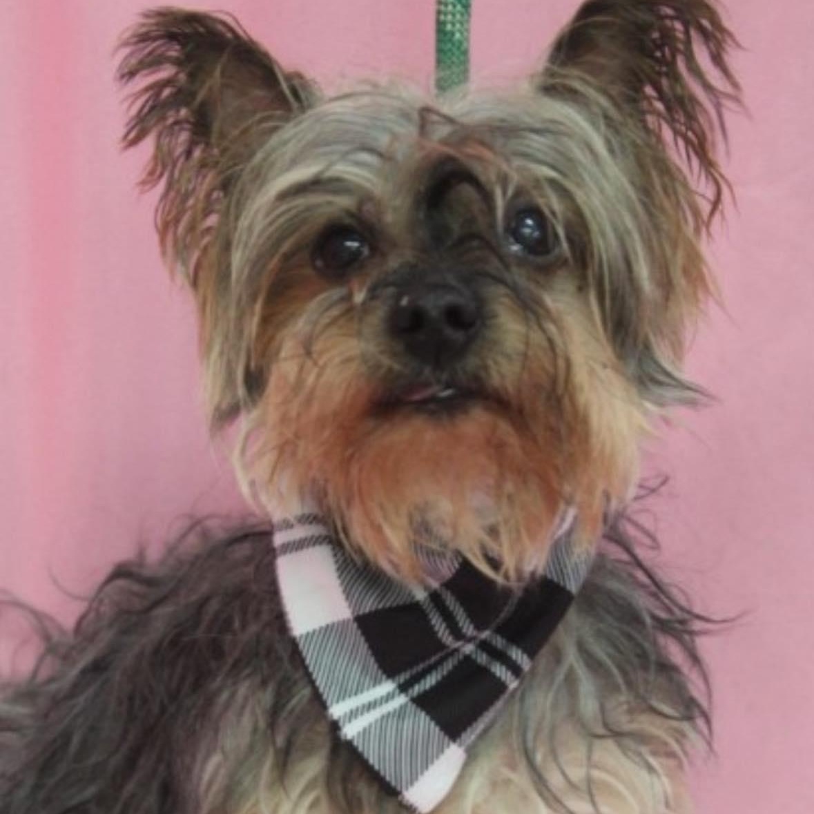 Ashton - Bonded with Lacey, a Adoptable Yorkshire Terrier in Rockville, MD image 2/6