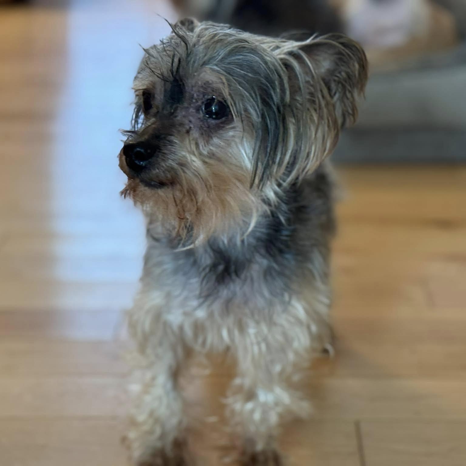 Ashton - Bonded with Lacey, a Adoptable Yorkshire Terrier in Rockville, MD image 3/6