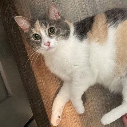 Lexi, Adoptable, Adult Female Domestic Short Hair.