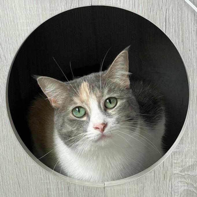 Lexi, a Adoptable Domestic Short Hair in Traverse City, MI image 2/3