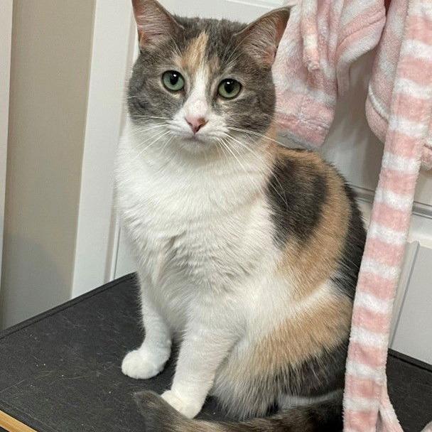 Lexi, a Adoptable Domestic Short Hair in Traverse City, MI image 3/3