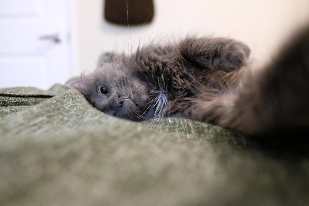 Espurr, Adoptable, Young Female Domestic Medium Hair.