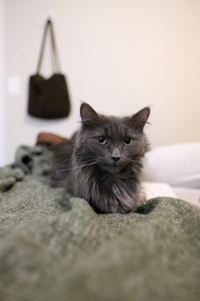 Enlarge Espurr, a Adoptable Domestic Medium Hair in Arthur, ON image 2/5