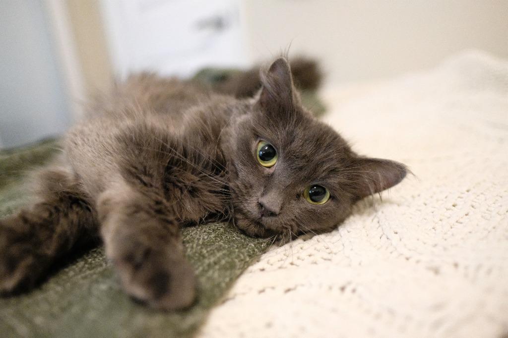 Enlarge Espurr, a Adoptable Domestic Medium Hair in Arthur, ON image 3/5