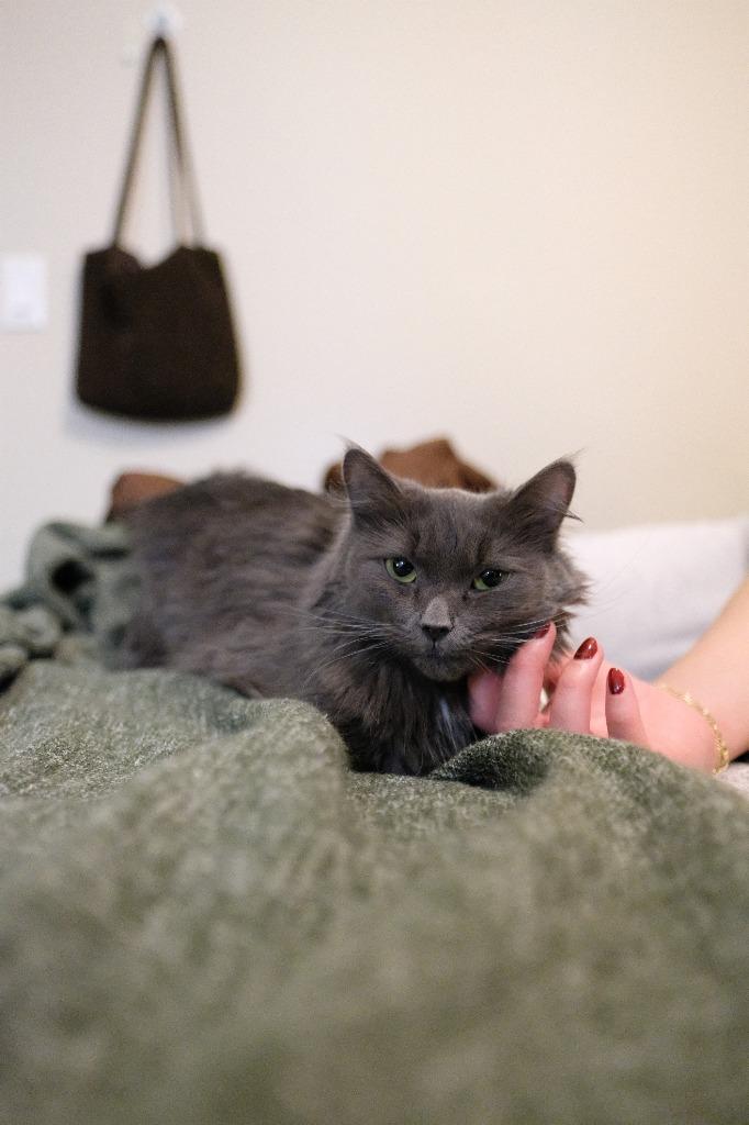 Enlarge Espurr, a Adoptable Domestic Medium Hair in Arthur, ON image 4/5