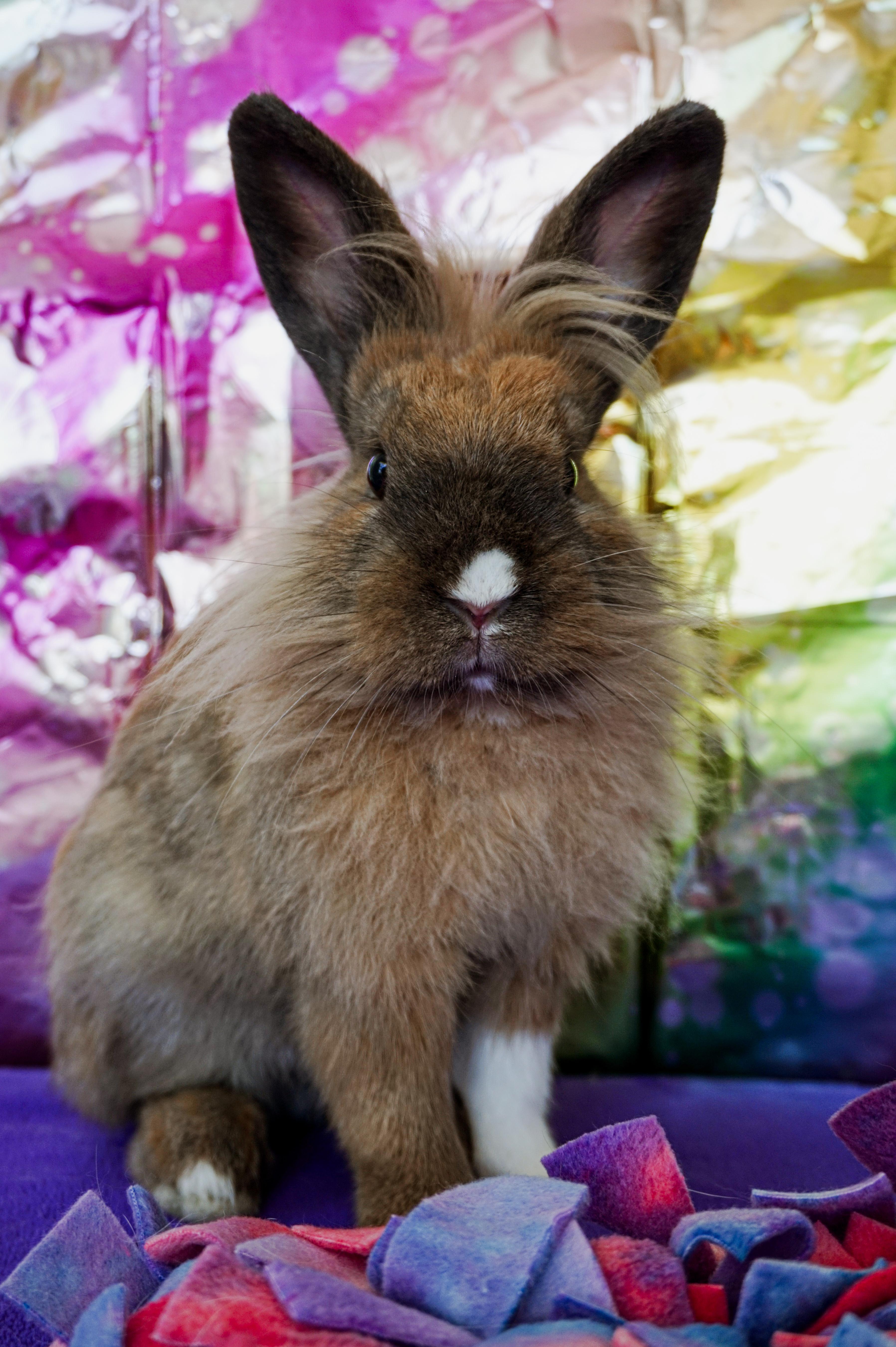 Enlarge Lyle, a ADOPTABLE Lop Eared in Long Beach, CA image 4/6
