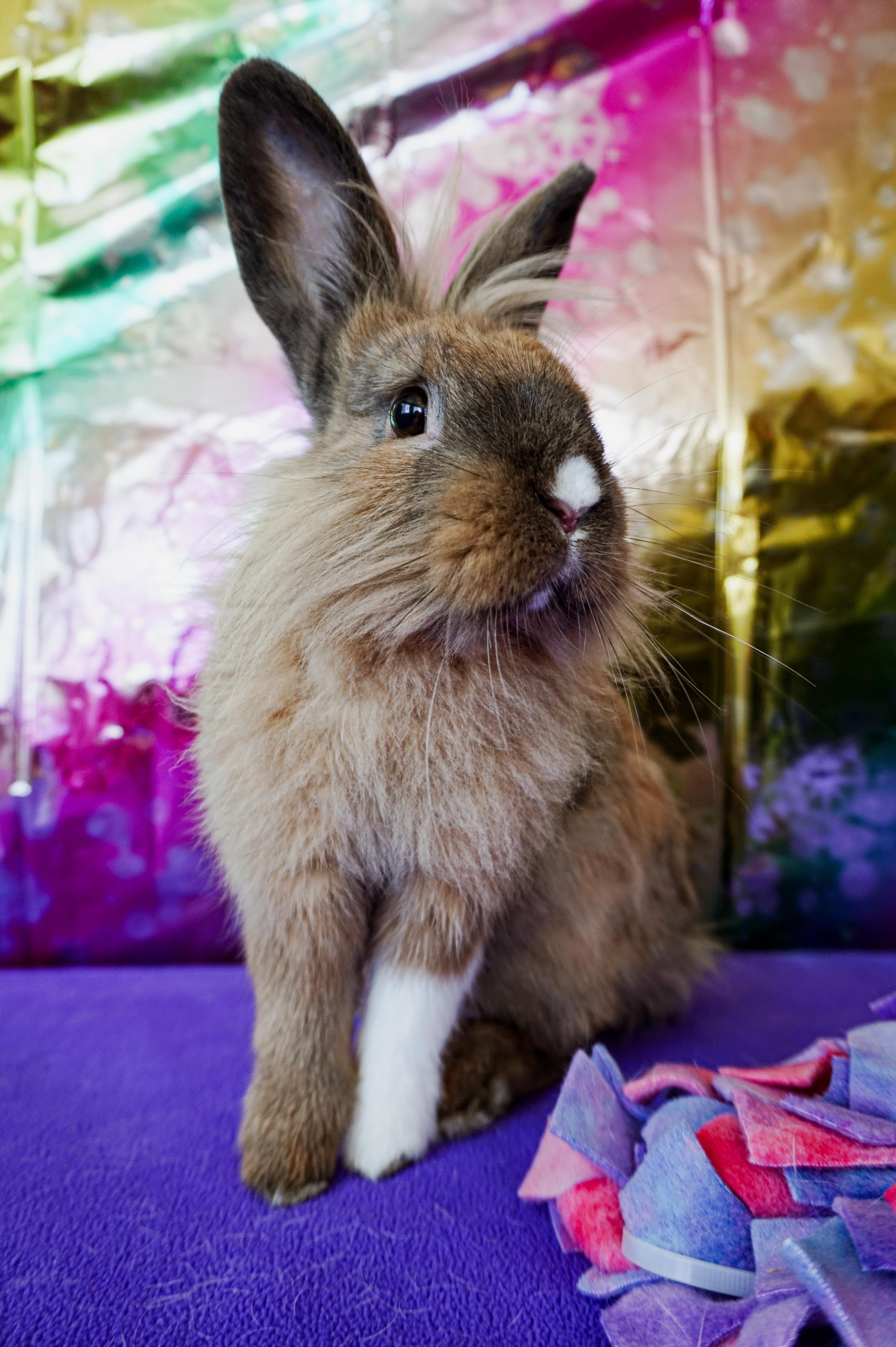 Enlarge Lyle, a ADOPTABLE Lop Eared in Long Beach, CA image 5/6