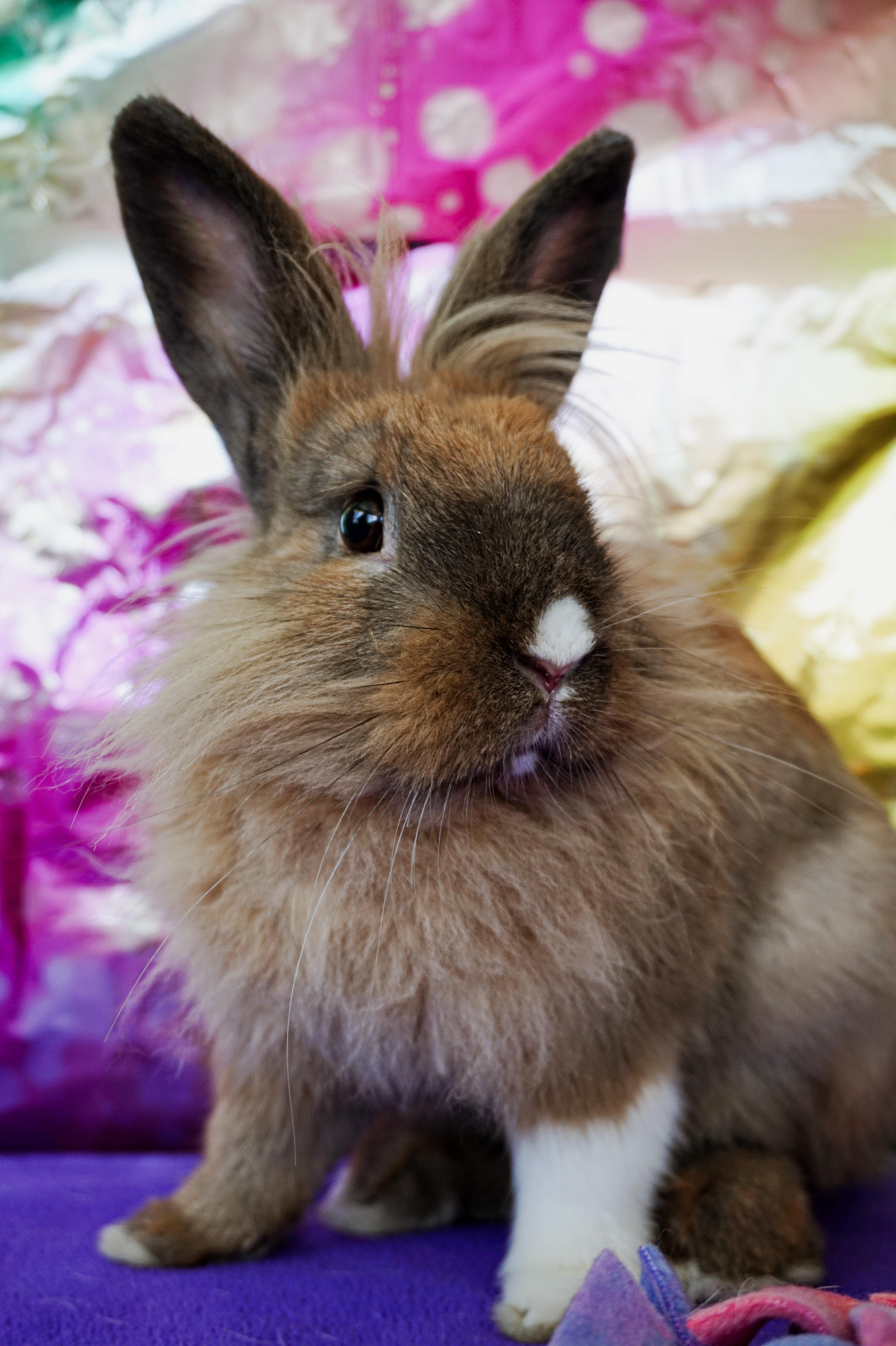 Enlarge Lyle, a ADOPTABLE Lop Eared in Long Beach, CA image 1/6