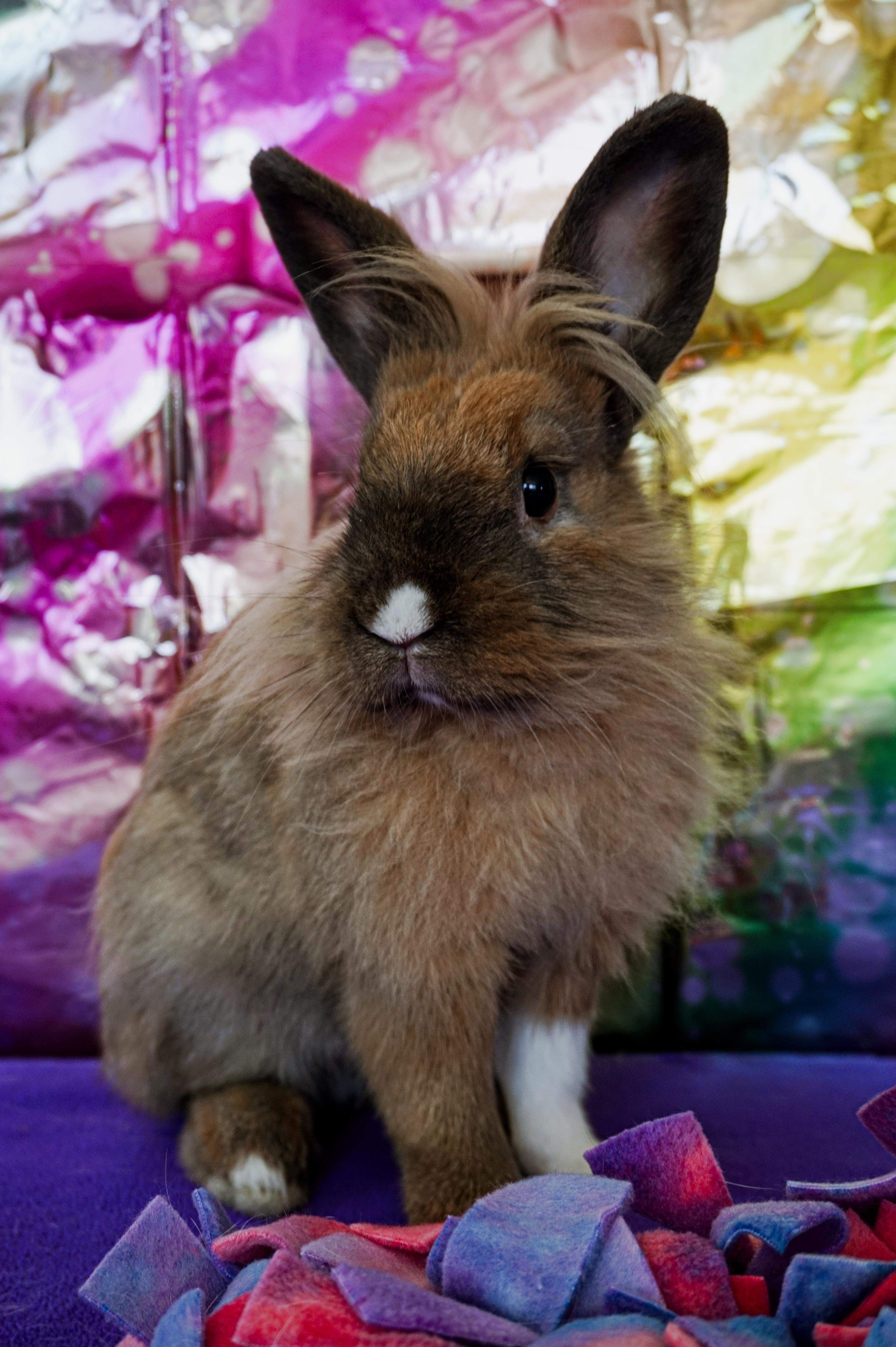 Enlarge Lyle, a ADOPTABLE Lop Eared in Long Beach, CA image 2/6