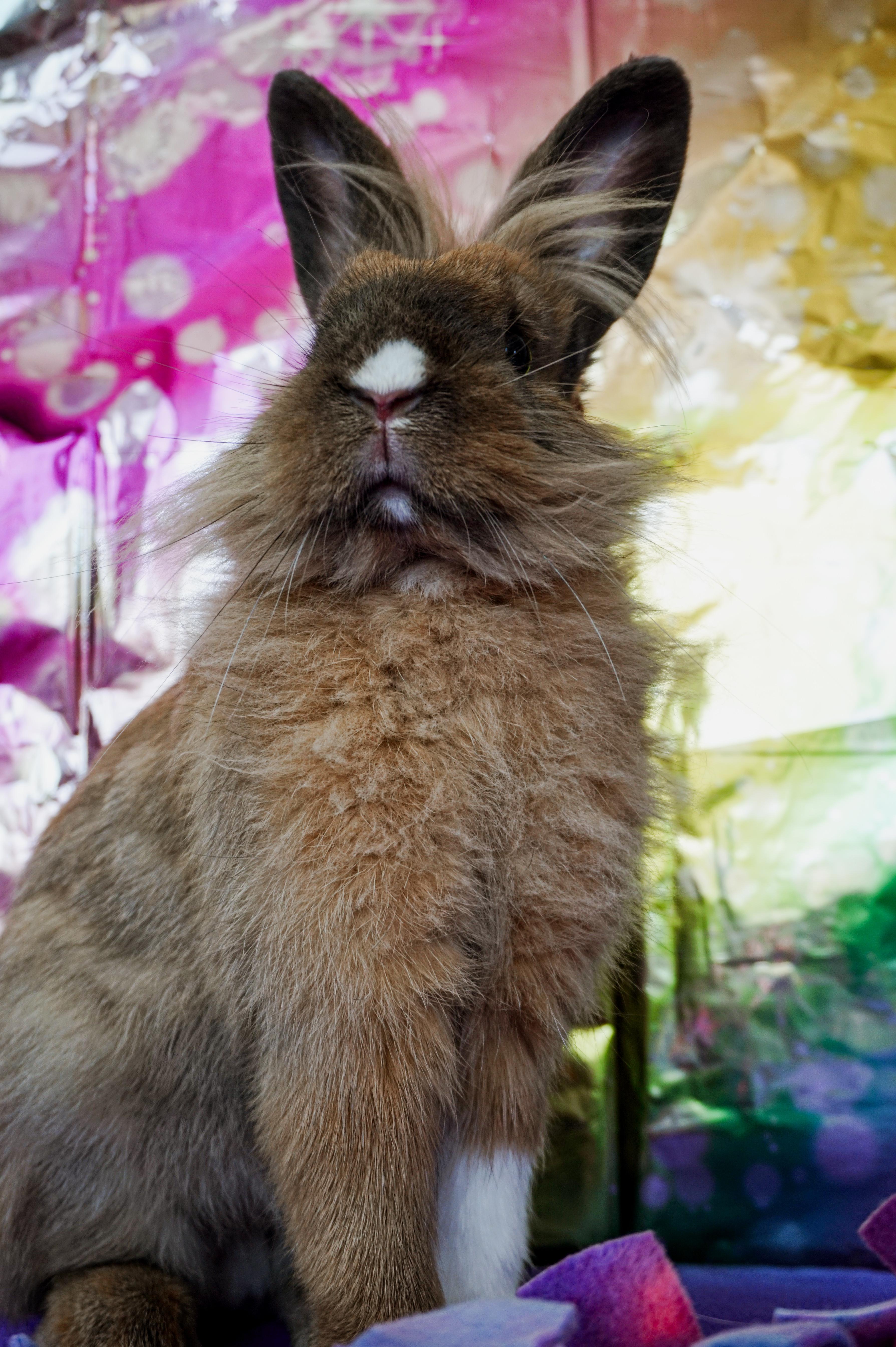 Enlarge Lyle, a ADOPTABLE Lop Eared in Long Beach, CA image 3/6