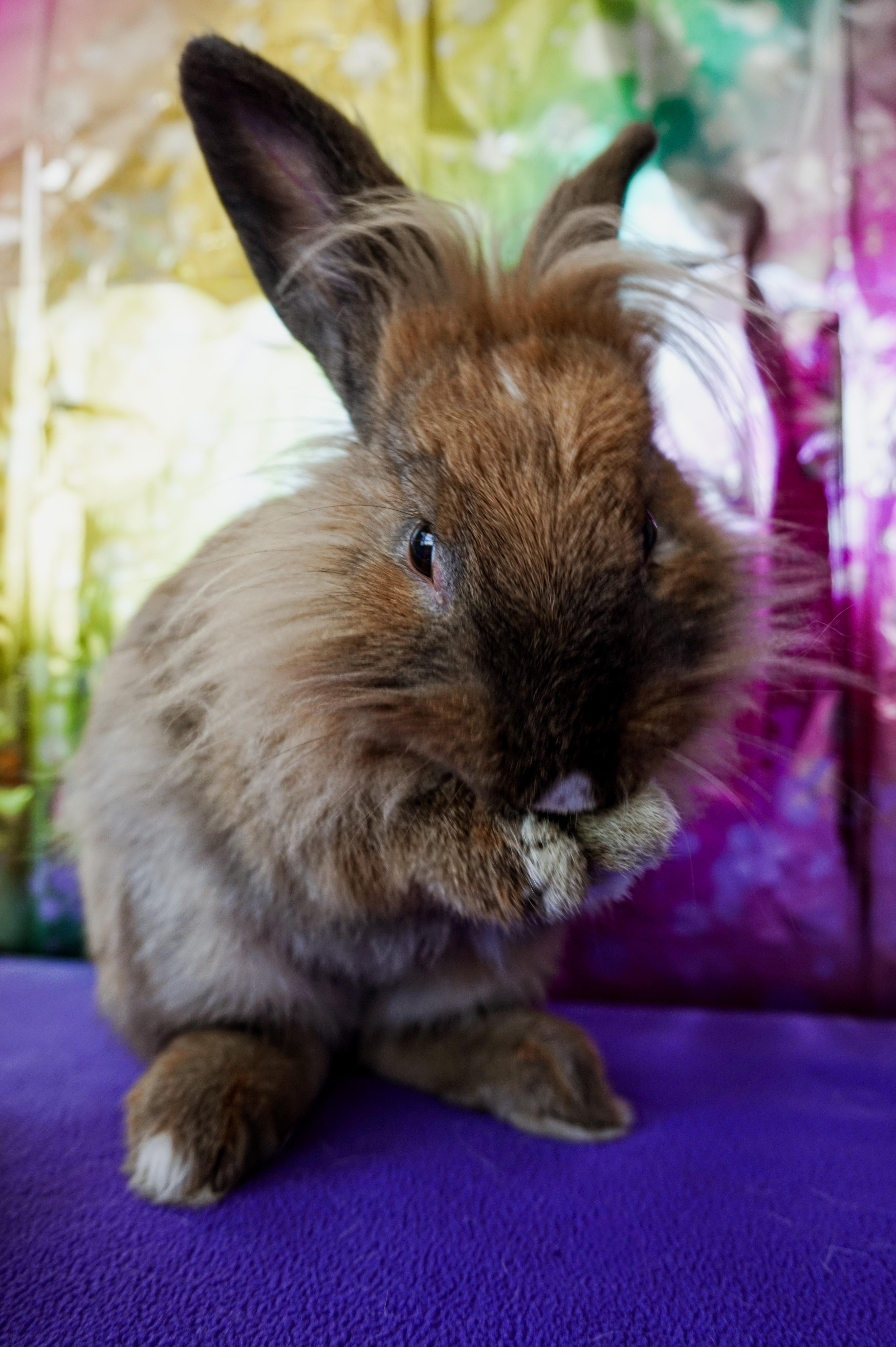 Enlarge Lyle, a ADOPTABLE Lop Eared in Long Beach, CA image 6/6