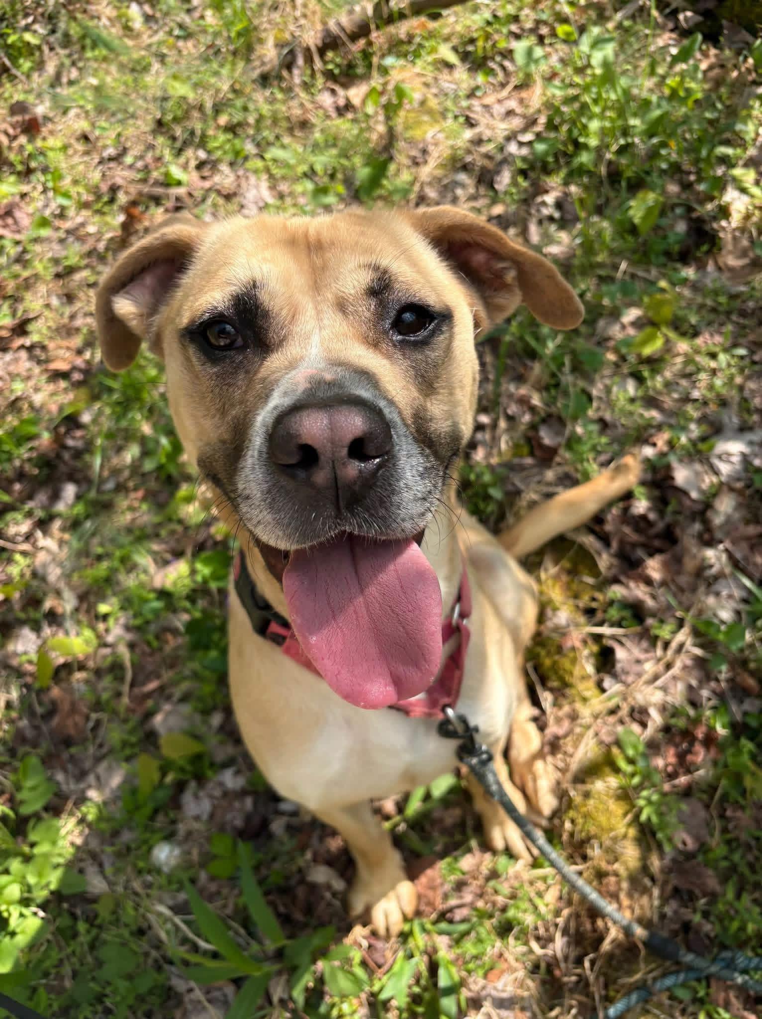 Enlarge Faline, a Adoptable Boxer in Salem, WV image 1/2