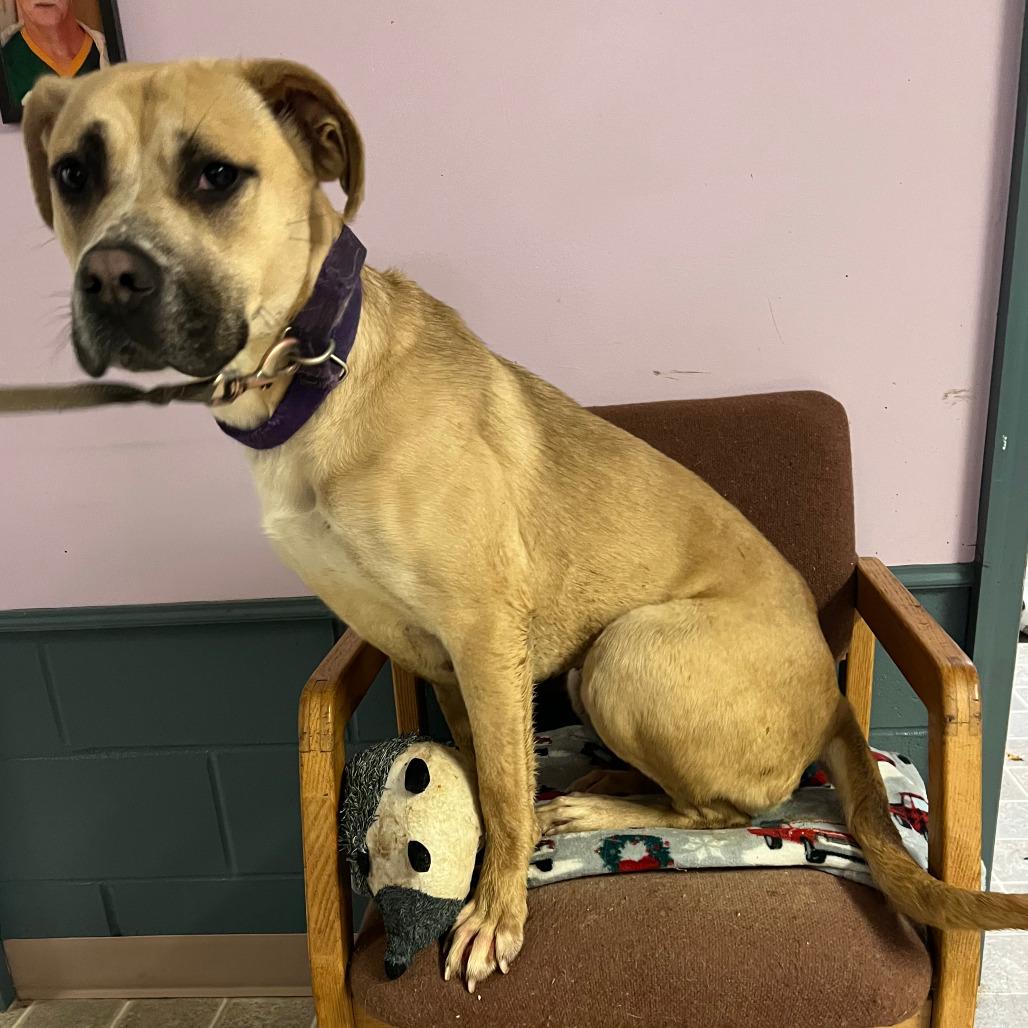 Enlarge Faline, a Adoptable Boxer image 1/1