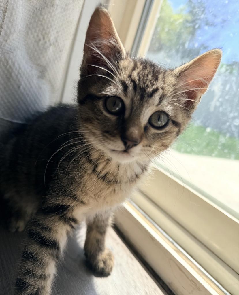 Enlarge Millie (teal collar), a Adoptable mixed breed in Ontario, OR image 1/4