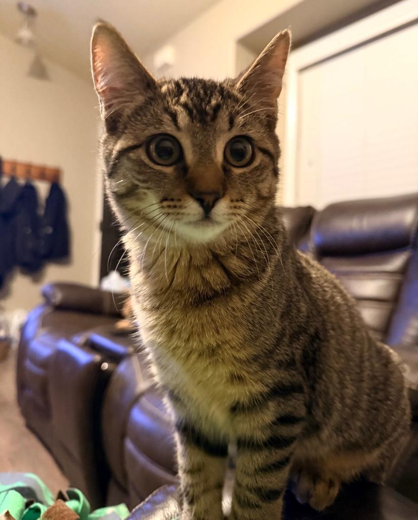Enlarge Millie (teal collar), a Adoptable mixed breed in Ontario, OR image 4/4