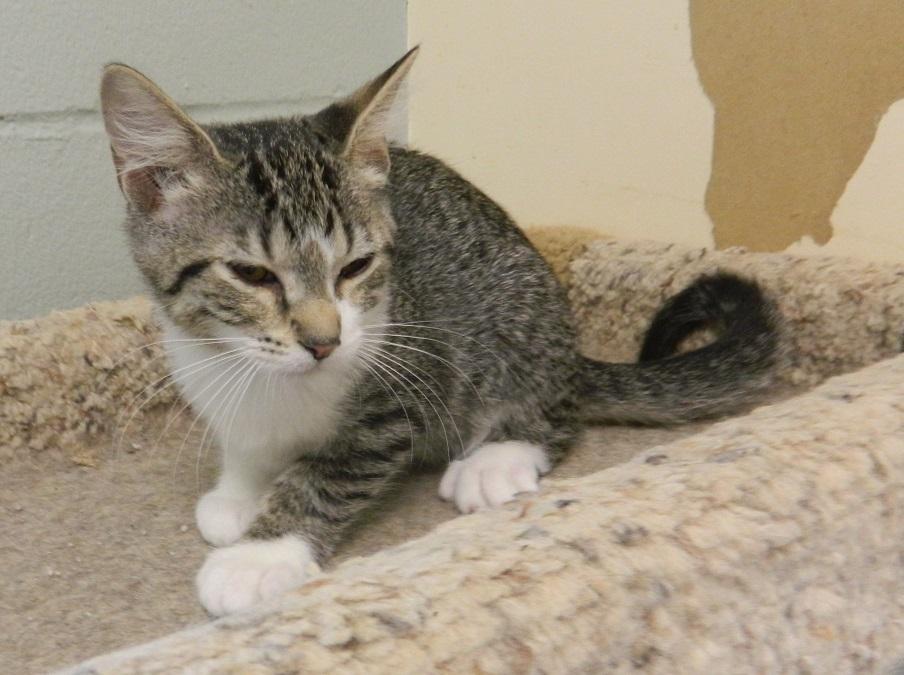 Kelly, Adoptable, Kitten Female Domestic Short Hair.