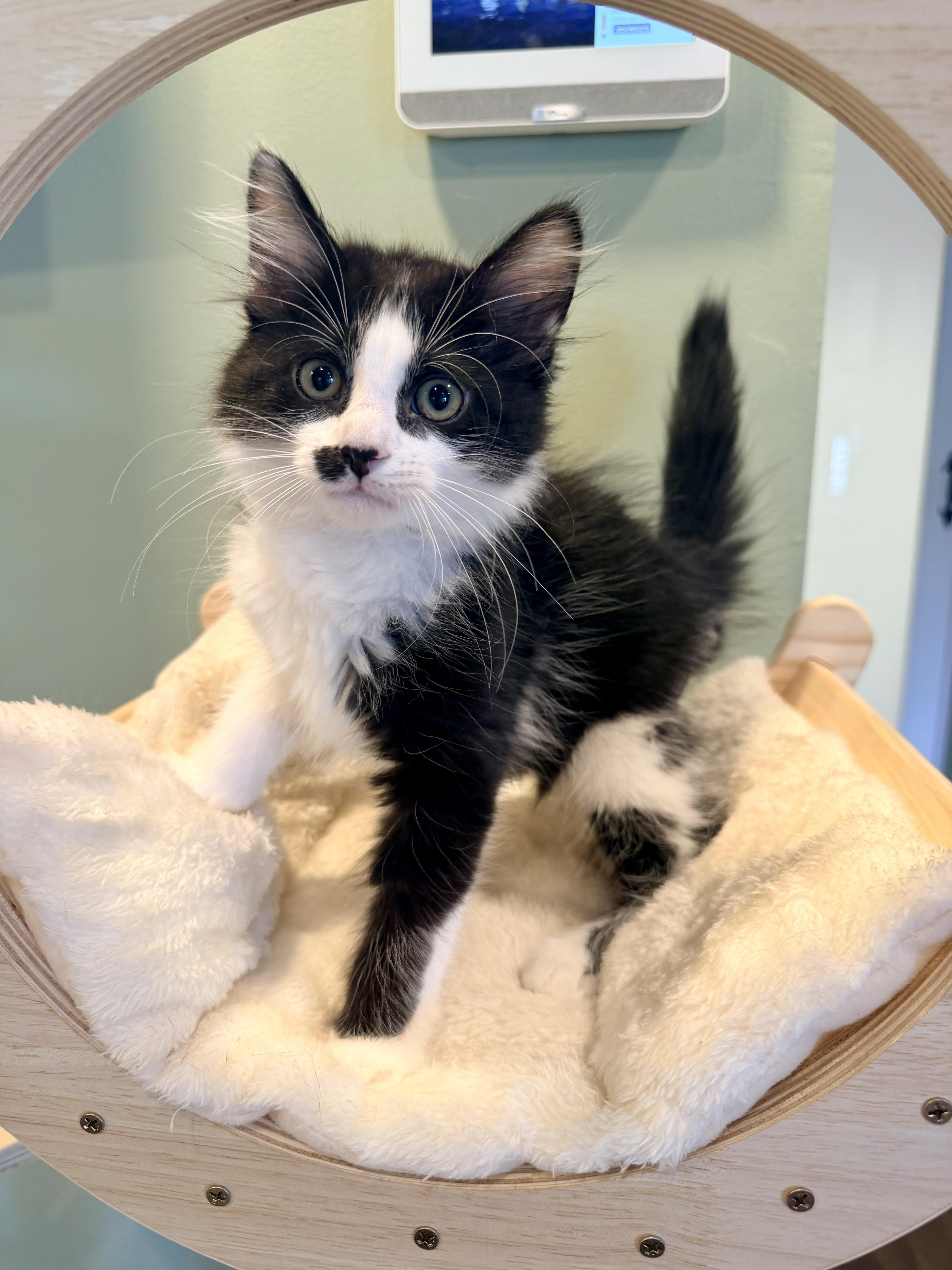 Enlarge Wally, an adopted Domestic Long Hair in Bellmawr, NJ image 1/1