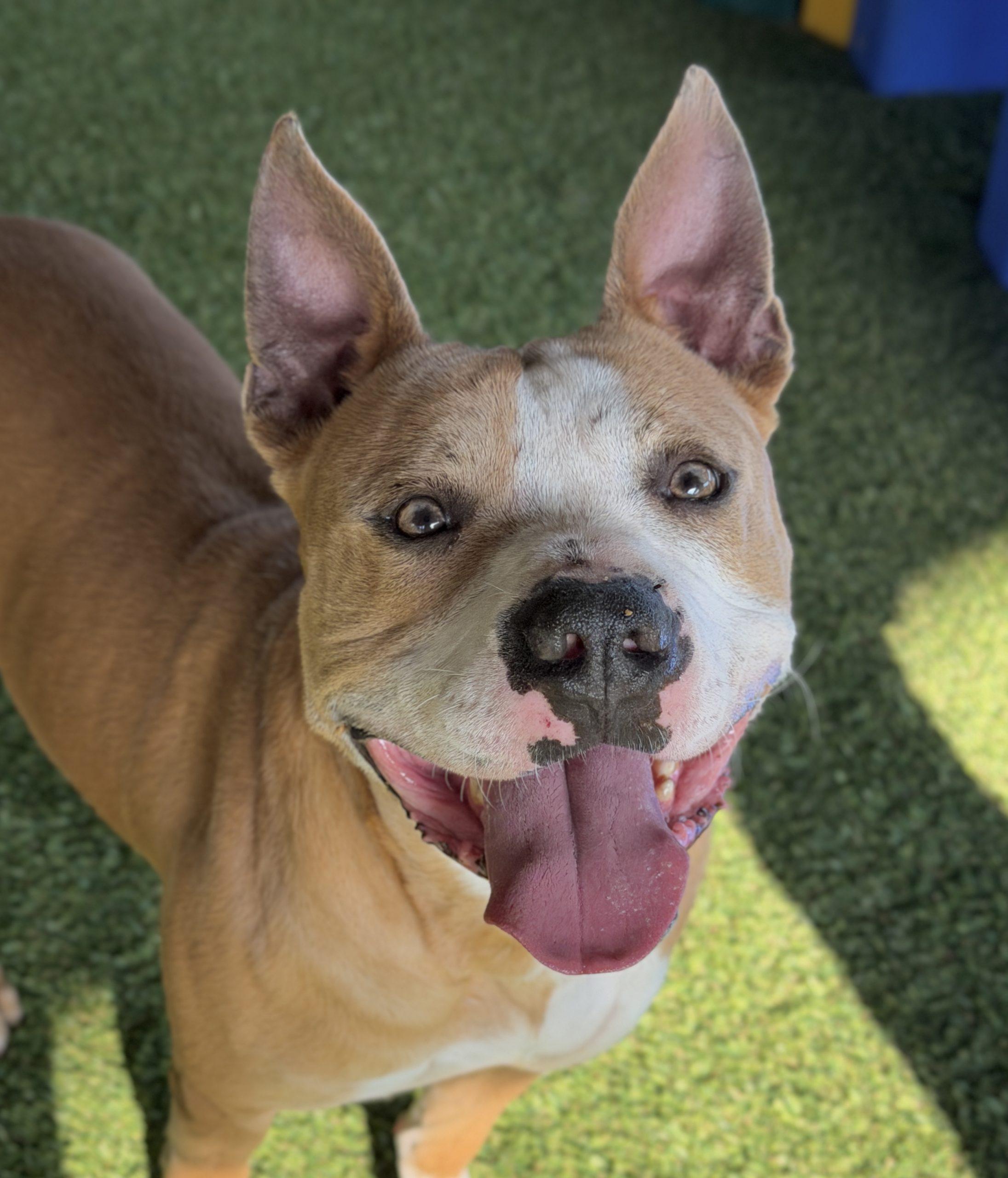 Enlarge Dino, a Adoptable mixed breed in Georgetown, KY image 1/6